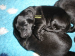 Darcy / Justy pups 26 juni 2011